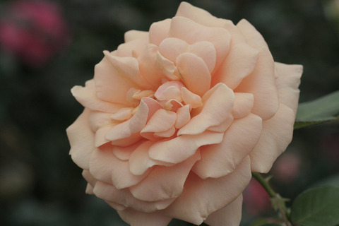 ロイヤル　ハークネスsIMG_6920