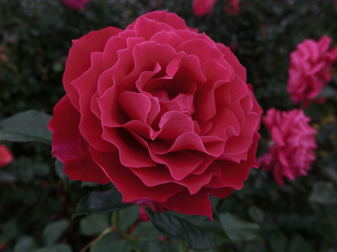グラマラス　ラッフルsCIMG8465