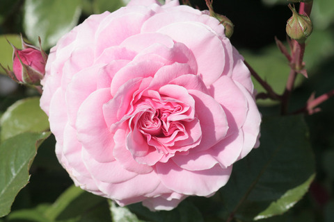 ロセッティ　ローズ5689