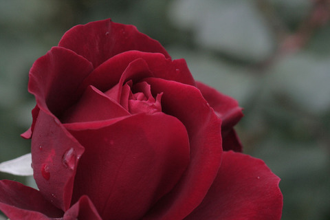 マヨルカsIMG_5360