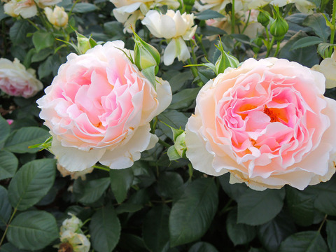 ホリデー　アイランド　ピオニーsDSCN7349