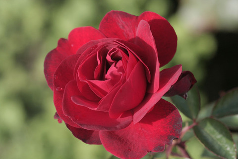 スカーレット　ボニカsIMG_5093