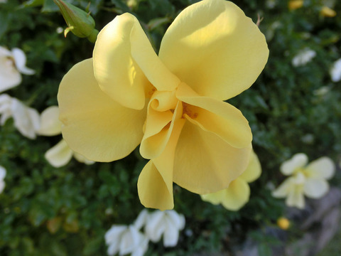 リモンチェッロsCIMG8422