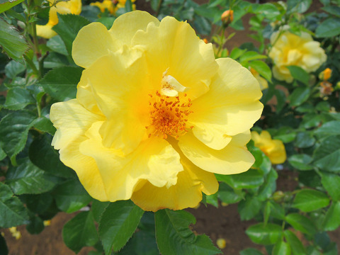 レモン　フィズsDSCN3869