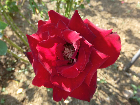 ベルサイユのばらsCIMG6653