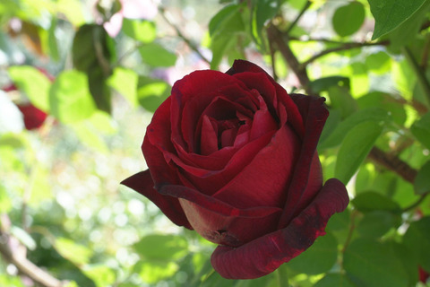 パパ　メイアンsDSCF1143