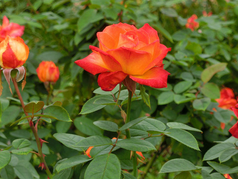 シャコックsCIMG4698