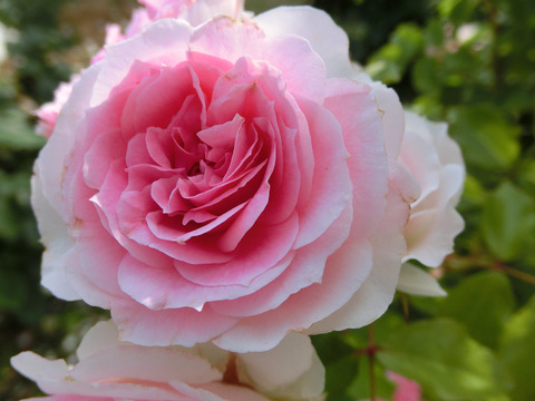 アミ　ロマンティカsCIMG5213