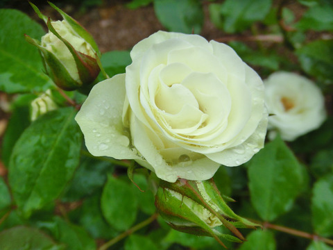 りょっこう　緑光　（りょっこう）sCIMG6162