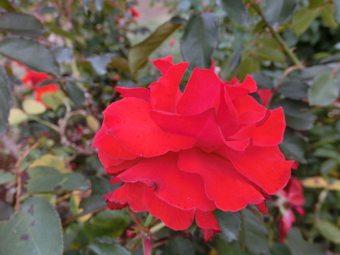 オリンピック　ファイアーsCIMG7485