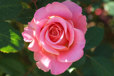 アシュリーsDSCF9907