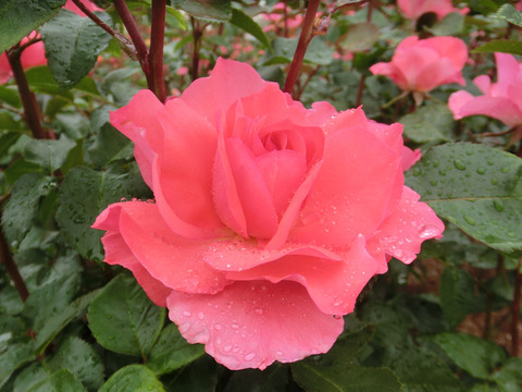 ジャルダン　ドゥ　フランスsCIMG6422