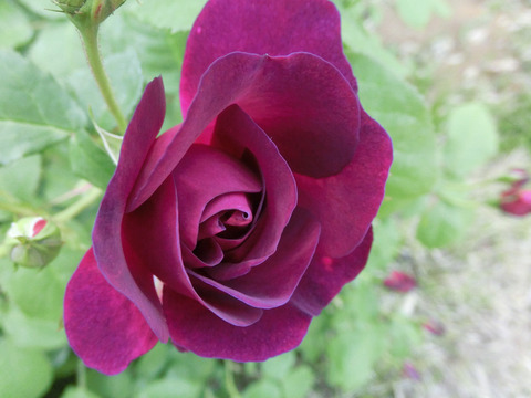 キアンチsCIMG4131