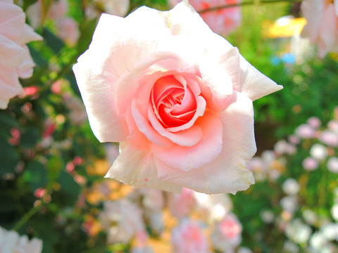 セシル　ブルンネsDSCN5608