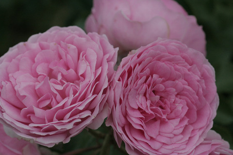 ラリッサ　バルコニアsIMG_7413