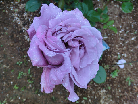 ワルツ　タイムsCIMG5984