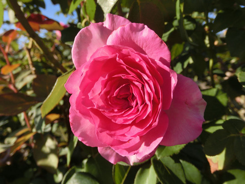 ビバリーsCIMG8618