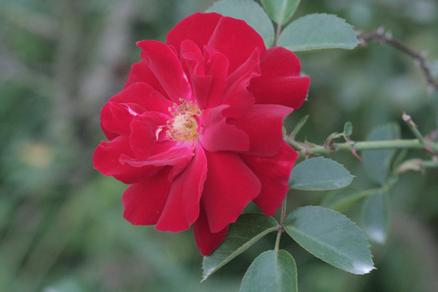 マイナー　フェアーsIMG_7645