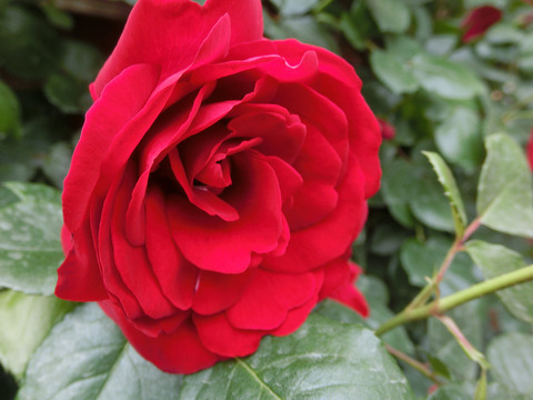 クリムゾン　スカイsCIMG3860