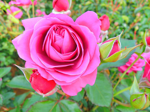 プラム　パーフェクトsDSCN6017