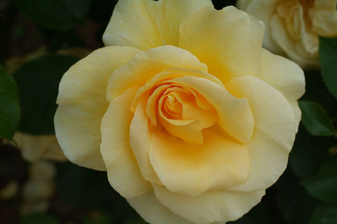 アンドレ　グランディエsDSCF2554