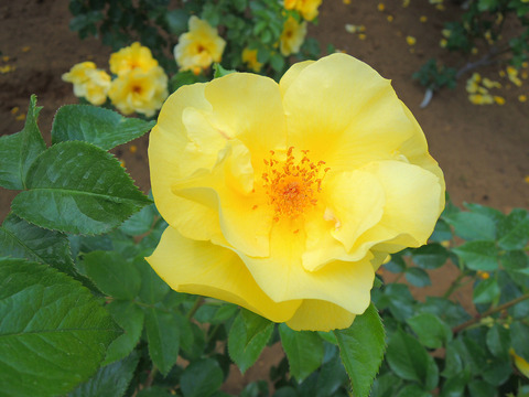 レモン　フィズsDSCN3873