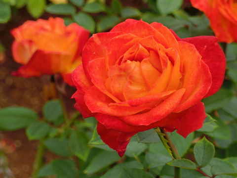 シャコックsCIMG4699