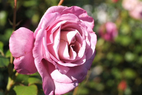 フェルゼン伯爵sDSCF8294