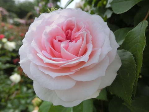 アミ　ロマンティカsCIMG5308