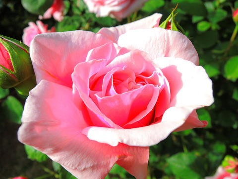 レディ　アリス　スタンレーsDSCN5752