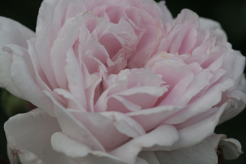 ぽぽぽちーくsIMG_6158