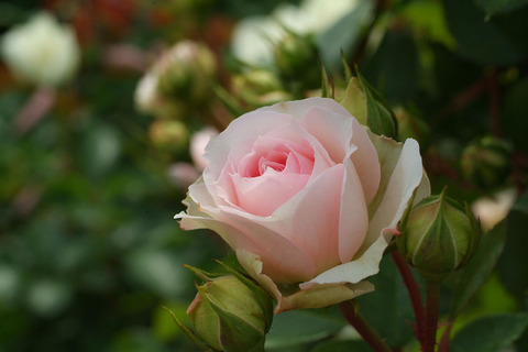 アミ　ロマンティカsDSCF2095