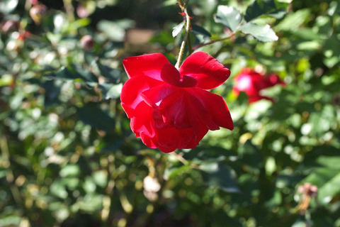 ロサ　キネンシス　センパフローレンスsDSCF9273