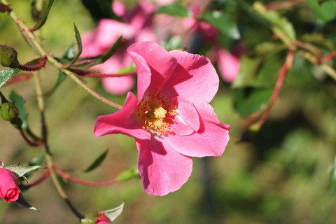 ピンク　ヘイズsDSCF8549