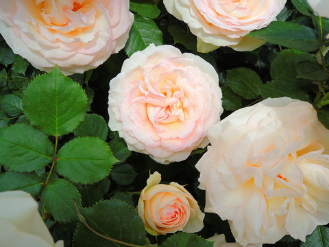 スノー　シャワーsDSCN4517