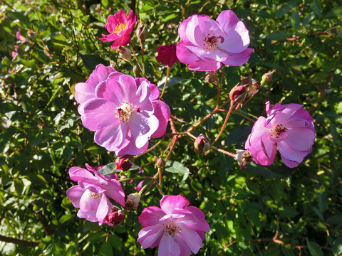 ラベンダー　ドリームsCIMG8402