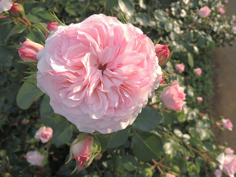 マリア　テレジア4344