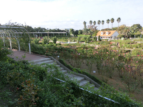 谷津バラ園sCIMG6744