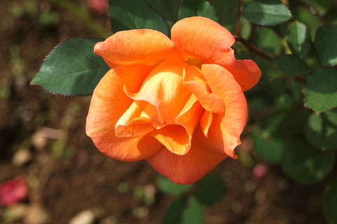 ザンブラsDSCF0505