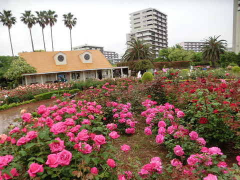 谷津バラ園sCIMG6438
