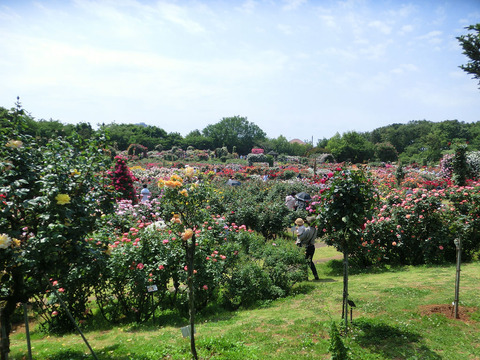 京成バラ園9965