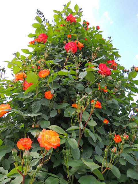 ふれだいこ　ふれ太鼓sDSCN3969