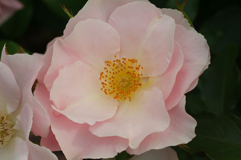 しののめsDSCF2214