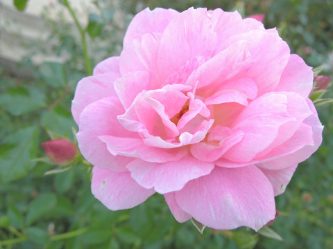 ロザリー　ラモリエール7320