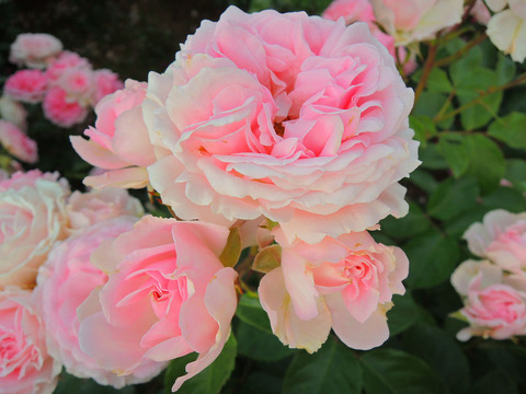 ラリッサ　バルコニアsDSCN6638