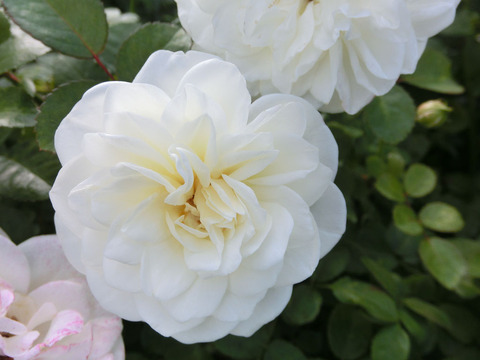 コケット　ロマンティカsCIMG5871