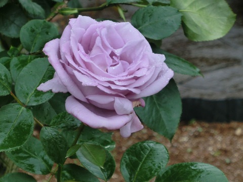 ブルー　ガールsCIMG5971