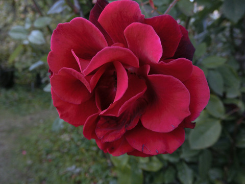 バルカロール8773