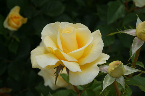 アンドレ　グランディエsDSCF2542