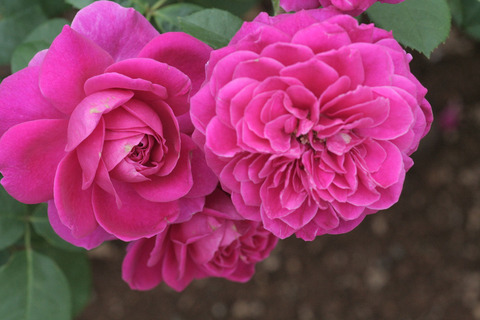 スピネルsIMG_6946